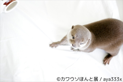 カワウソほんと展