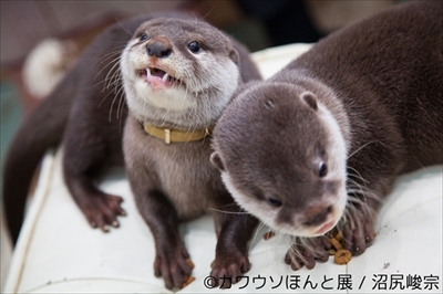 カワウソほんと展