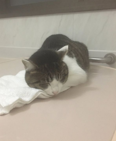 猫 丸めたタオル やりがい 枕
