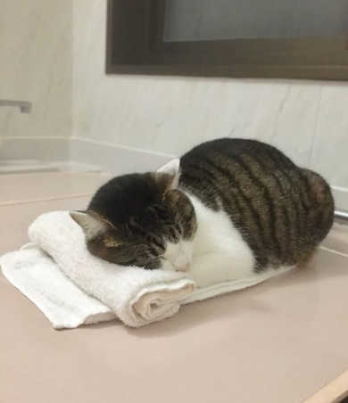 猫 丸めたタオル やりがい 枕