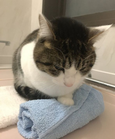 猫 丸めたタオル やりがい 枕