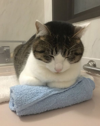 猫 丸めたタオル やりがい 枕