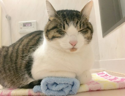 猫 丸めたタオル やりがい 枕