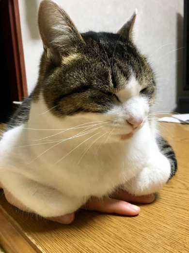 猫 丸めたタオル やりがい 枕