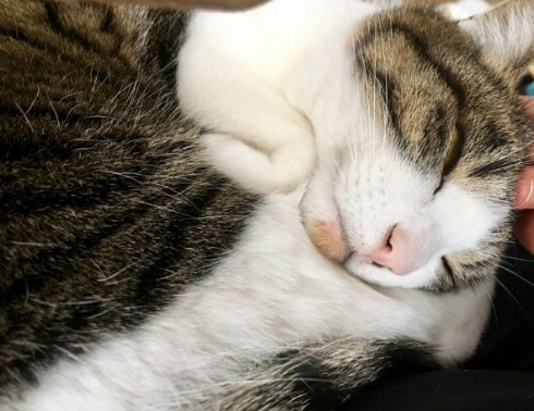 猫 丸めたタオル やりがい 枕