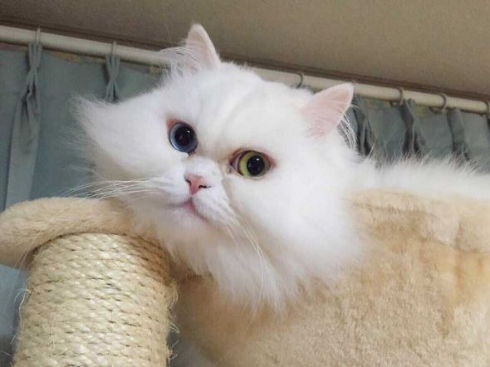 猫 毛 ヒゲ 郵送 母