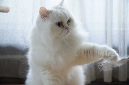 猫 毛 ヒゲ 郵送 母