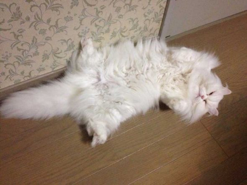 猫 毛 ヒゲ 郵送 母