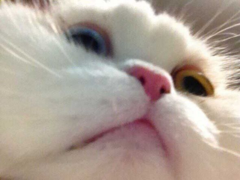 猫 毛 ヒゲ 郵送 母