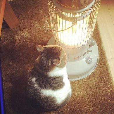 猫 ストーブ ぶさお
