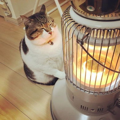 猫 ストーブ ぶさお