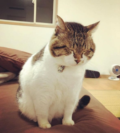 猫 ストーブ ぶさお