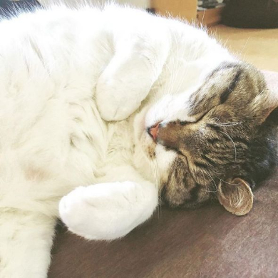 猫 ストーブ ぶさお