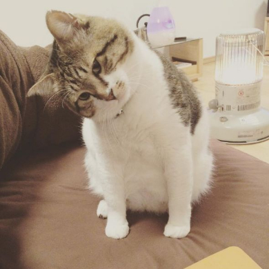 猫 ストーブ ぶさお