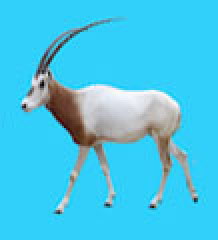 どうぶつタワーバトル