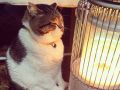 ストーブで暖を取る猫の「ぶさお」くん　かわいいポーズと幸せそうな表情でこちらの心までぬくぬくに