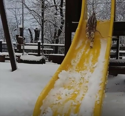 滑り台猫ちゃん