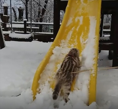 滑り台猫ちゃん