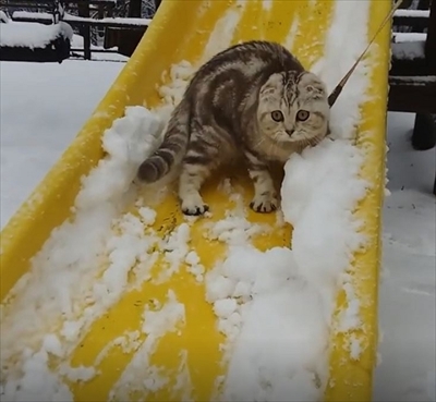 滑り台猫ちゃん
