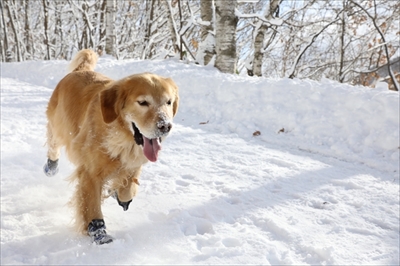 愛犬の冬の足のトラブル