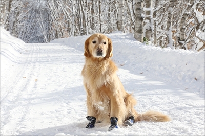 愛犬の冬の足のトラブル