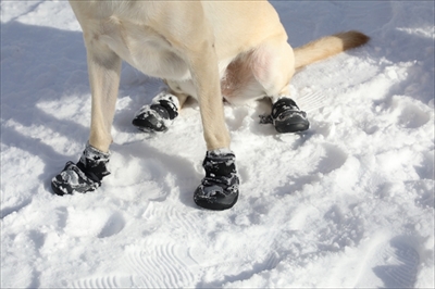 愛犬の冬の足のトラブル