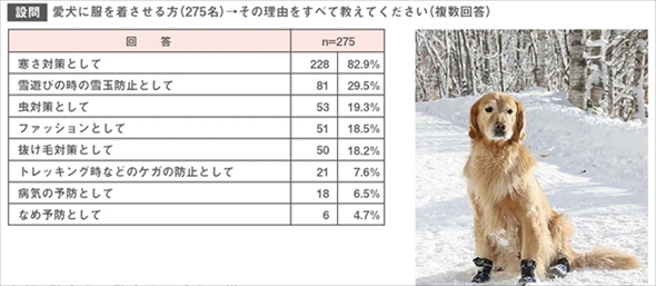 愛犬の冬の足のトラブル