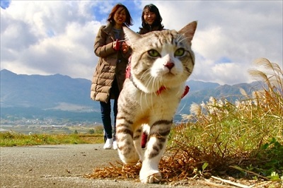 野良猫ニャン吉