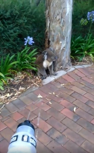 水をもらうコアラ