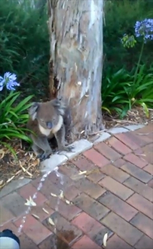 水をもらうコアラ