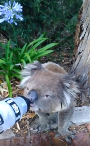 水をもらうコアラ