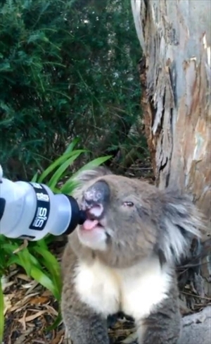 水をもらうコアラ