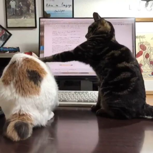 スローモーション猫