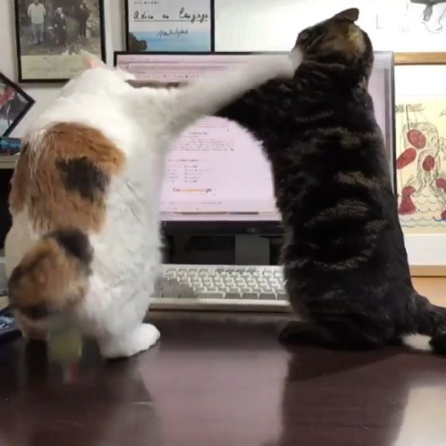 スローモーション猫