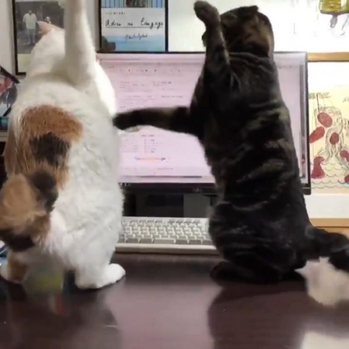 スローモーション猫