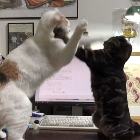 スローモーション猫
