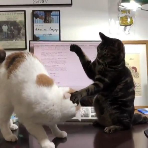 スローモーション猫