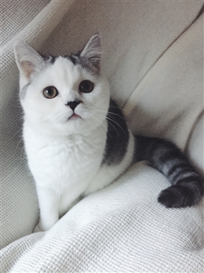 建築誌『建築知識』が猫を大特集　寿命を5歳伸ばすために家＝建築ができることは何か？