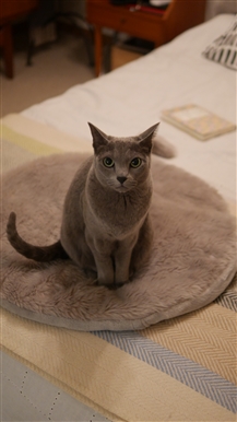 建築誌『建築知識』が猫を大特集　寿命を5歳伸ばすために家＝建築ができることは何か？