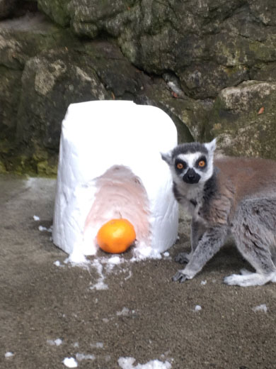 須坂市動物園フォトコンテスト