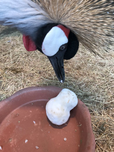 須坂市動物園フォトコンテスト