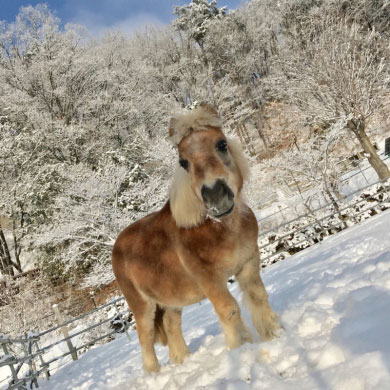須坂市動物園フォトコンテスト