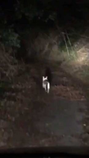 山の中 猫 道案内 車