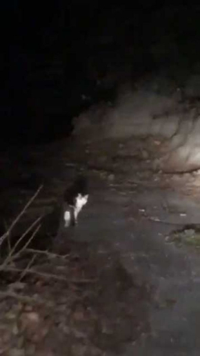 山の中 猫 道案内 車