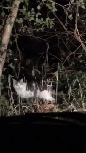 山の中 猫 道案内 車