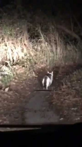 山の中 猫 道案内 車
