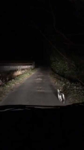 山の中 猫 道案内 車