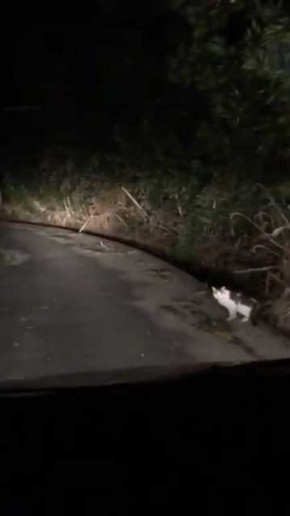 山の中 猫 道案内 車