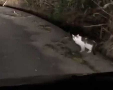 山の中 猫 道案内 車