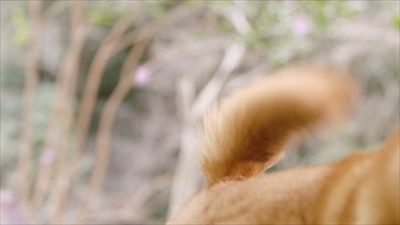 にゃらん